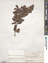 Krugiodendron ferreum image