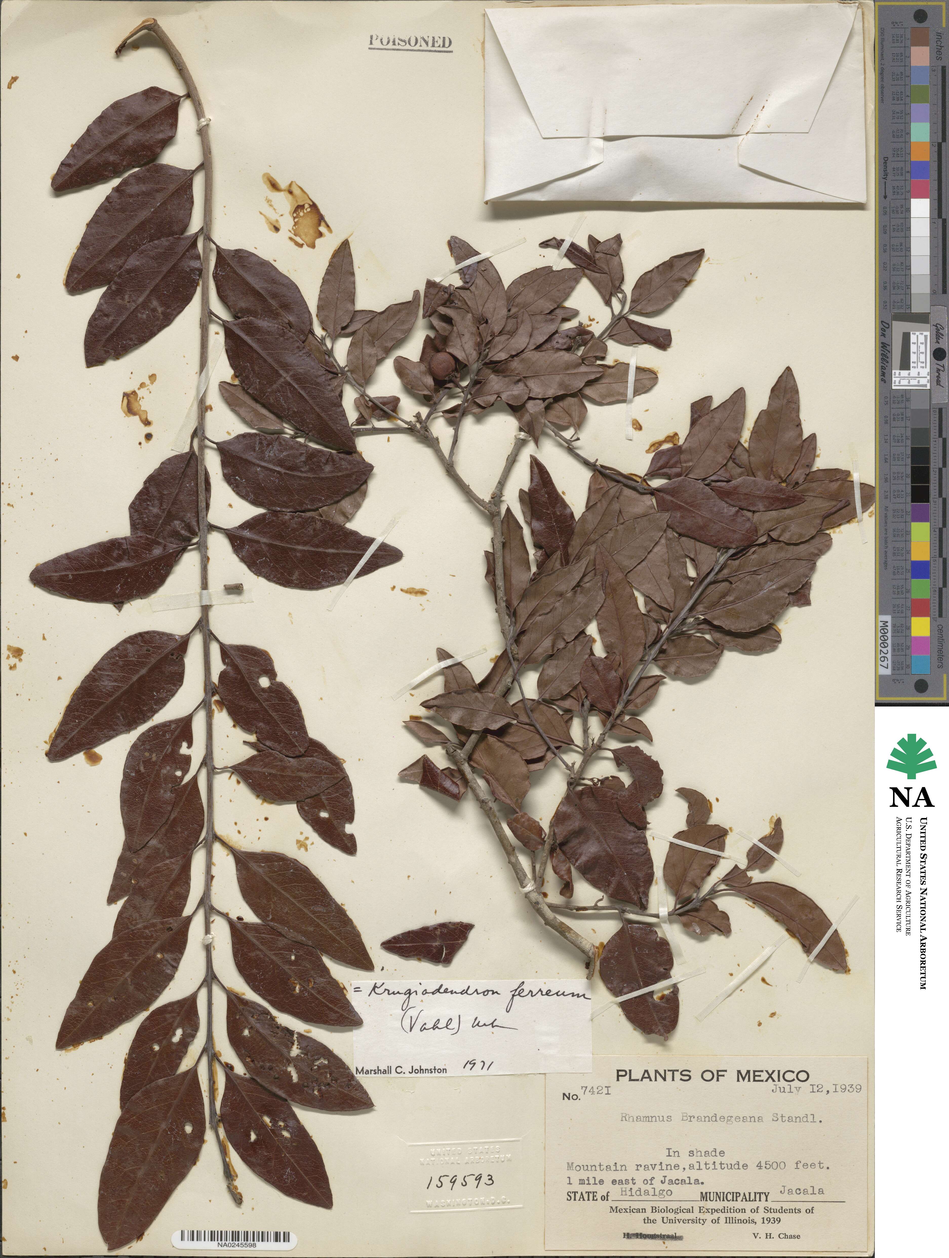 Krugiodendron image