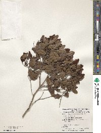 Krugiodendron ferreum image