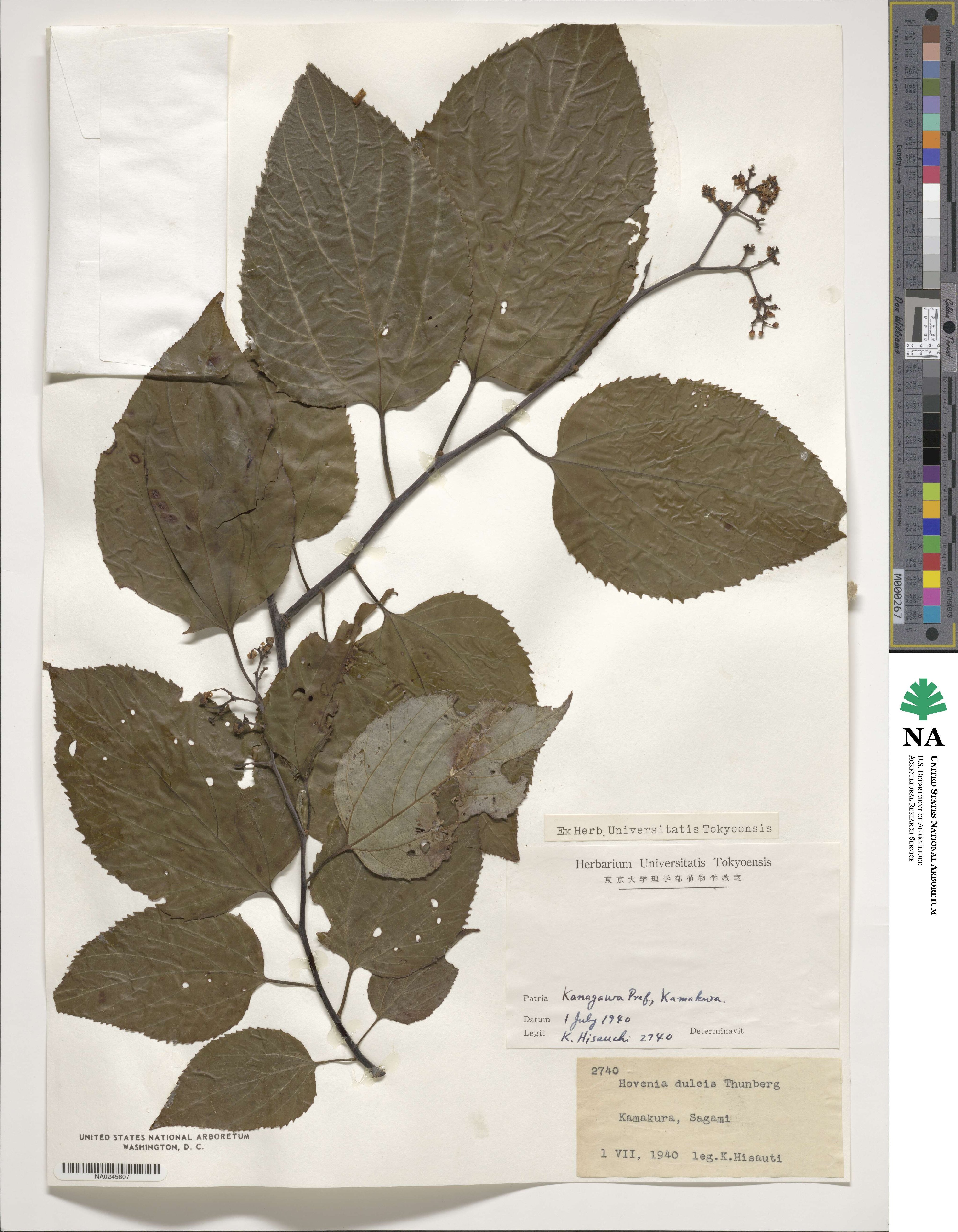 Hovenia dulcis image
