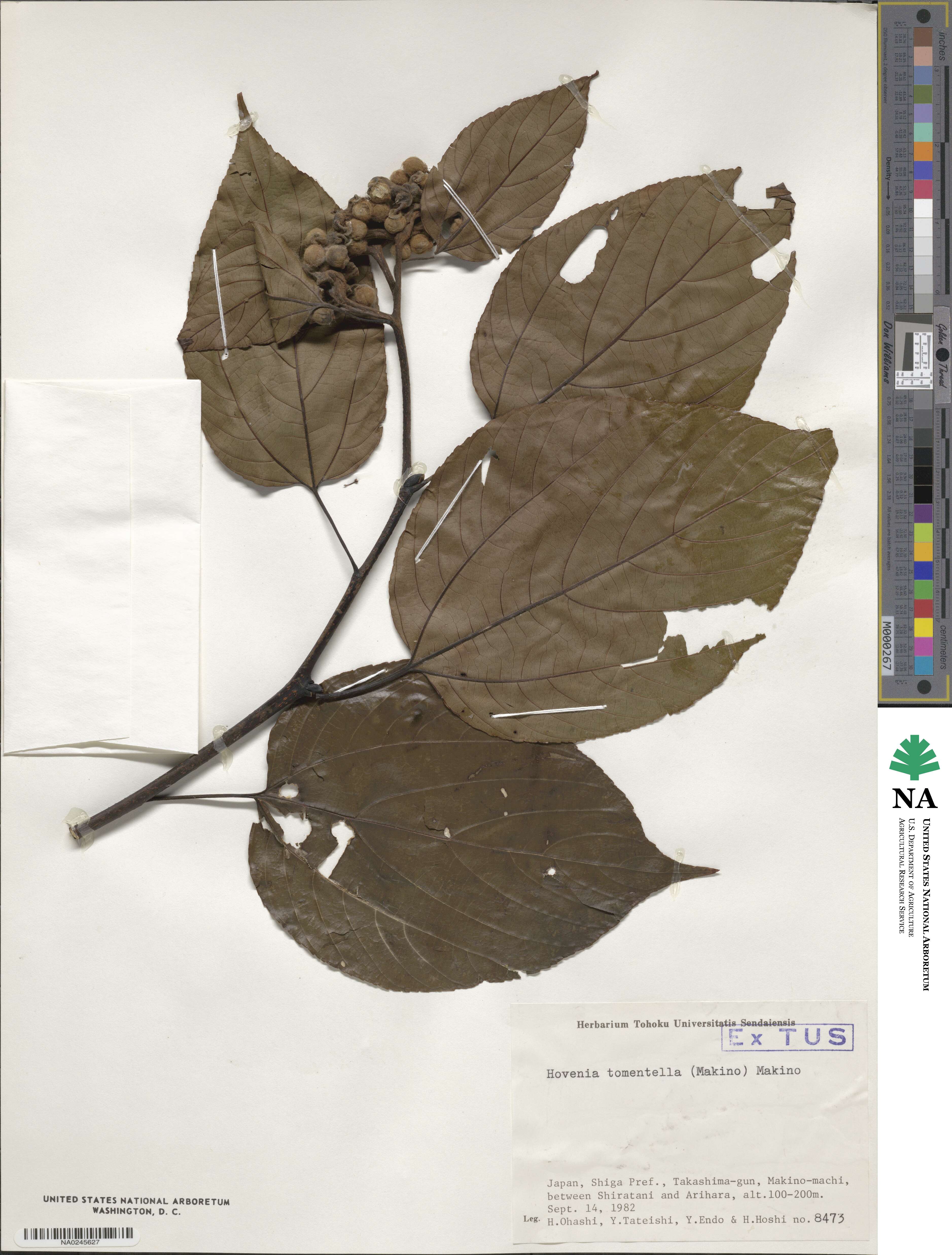 Hovenia tomentella image
