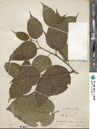 Hovenia dulcis image