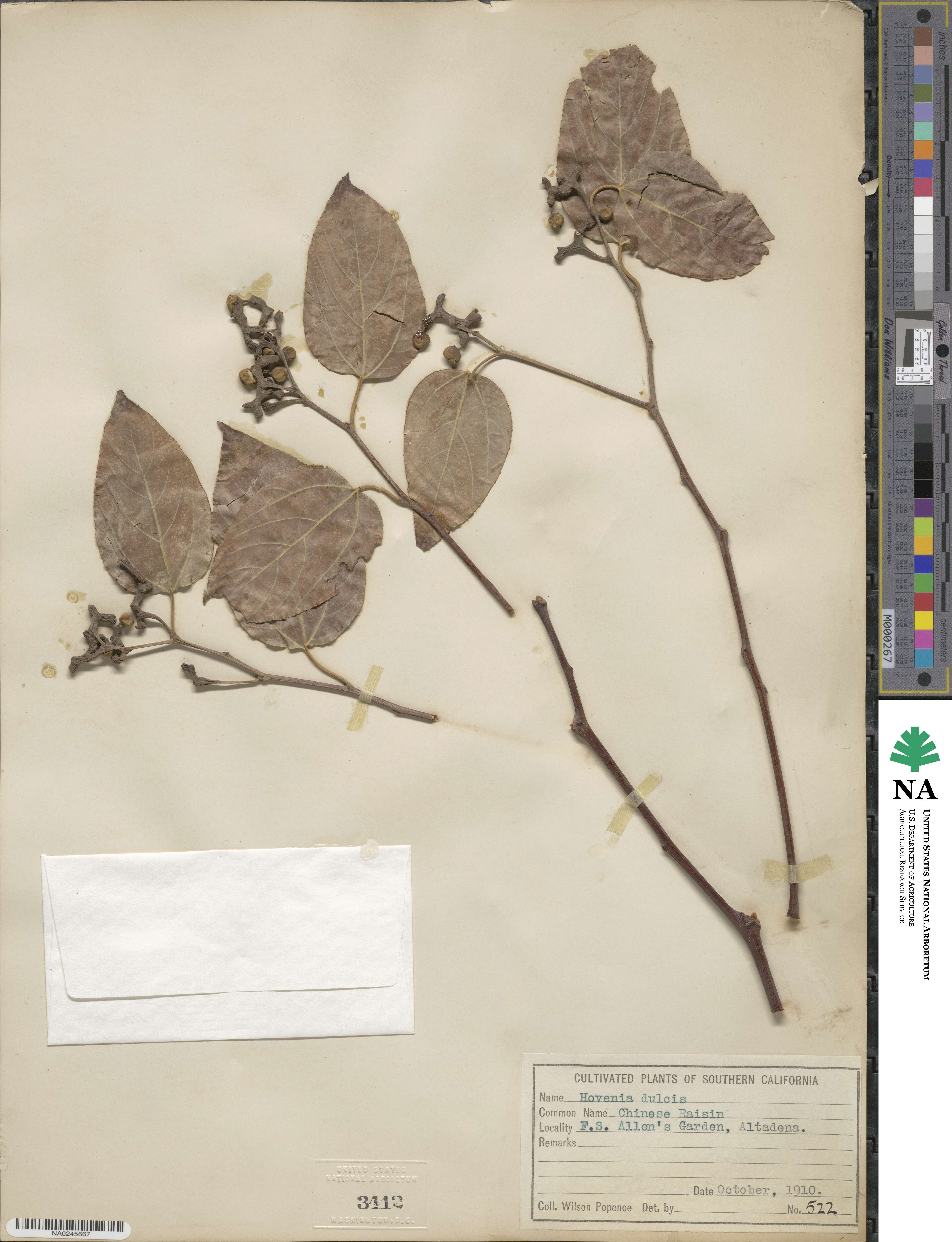 Hovenia dulcis image