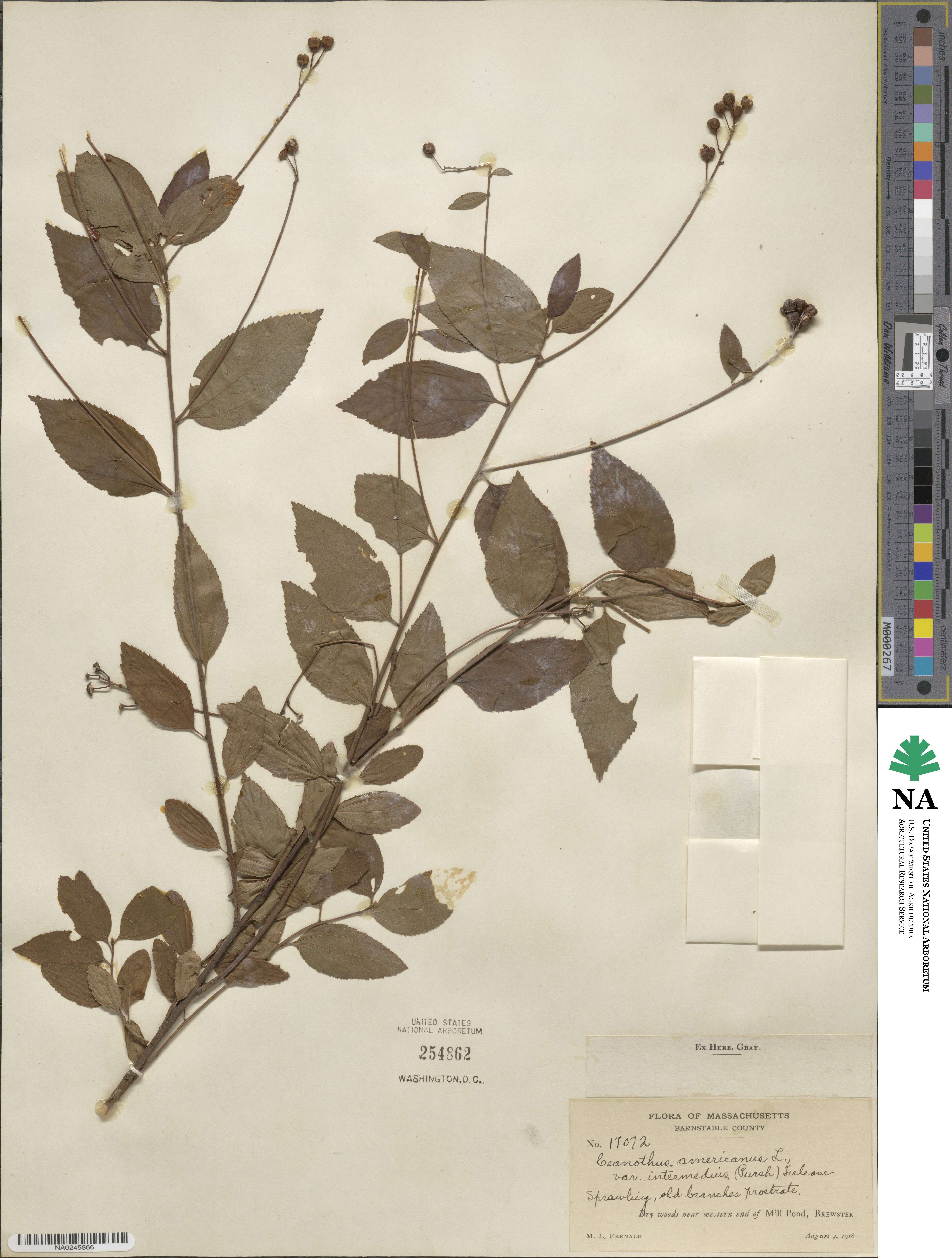 Ceanothus americanus image