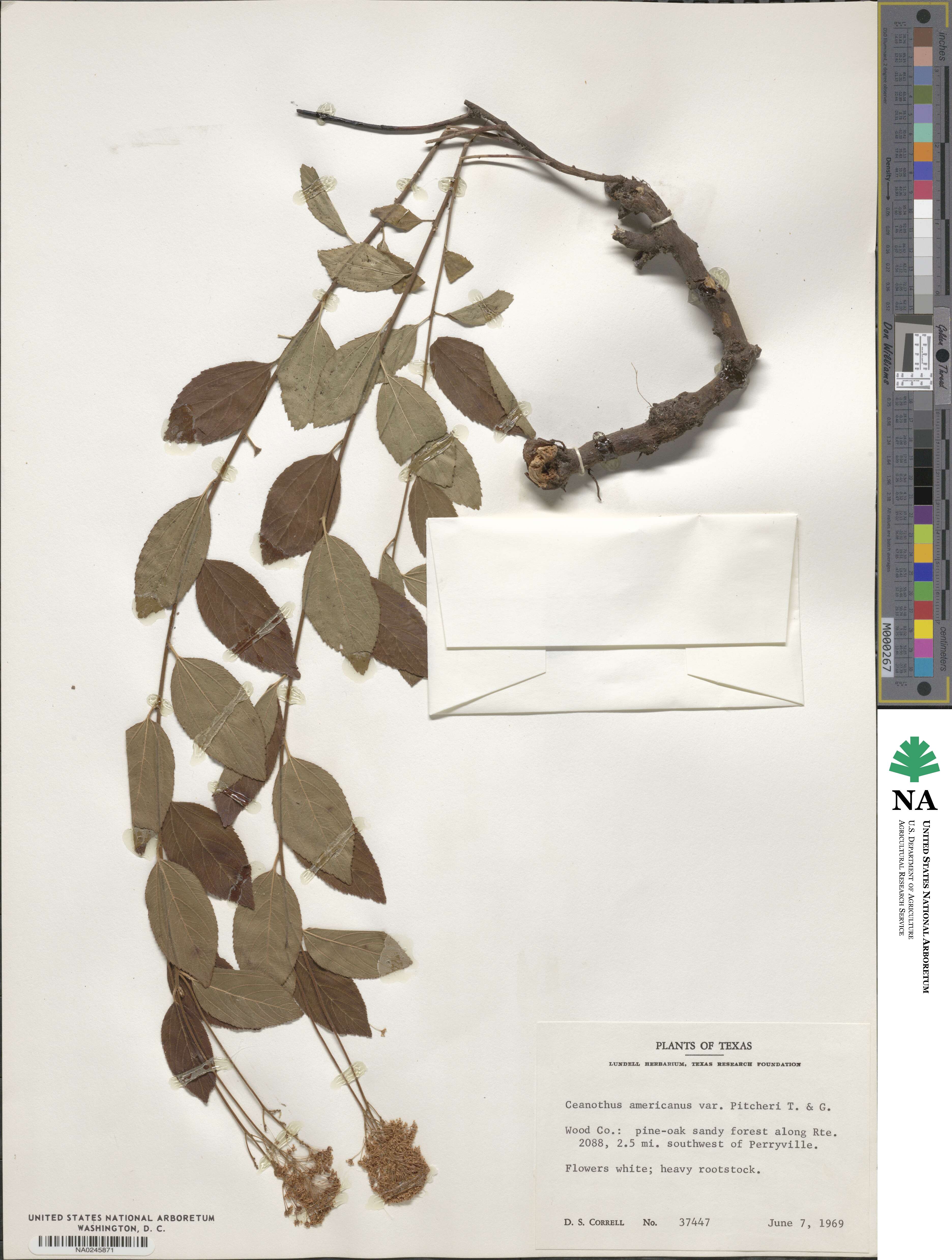 Ceanothus americanus image