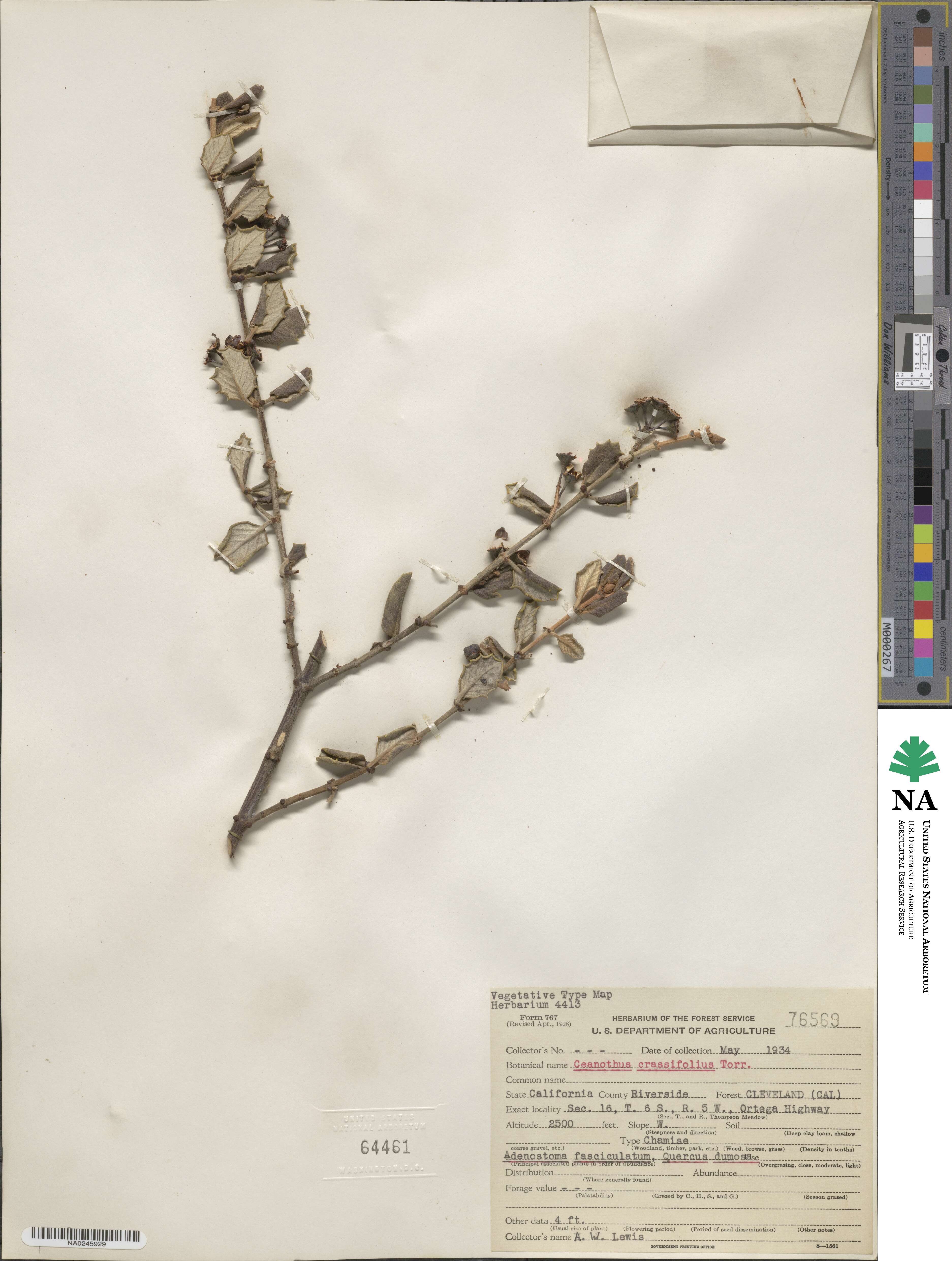 Ceanothus crassifolius image