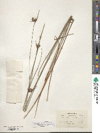 Scleria baldwinii image