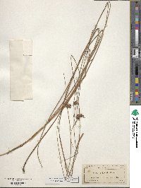 Scleria baldwinii image