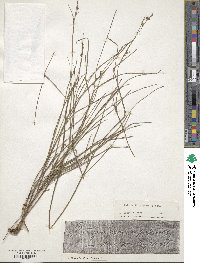 Scleria lithosperma image