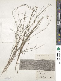 Scleria lithosperma image