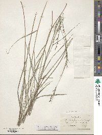 Scleria lithosperma image