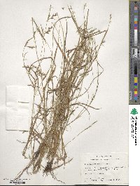 Scleria muehlenbergii image