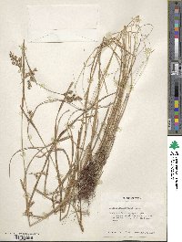 Scleria muehlenbergii image