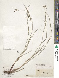 Scleria oligantha image