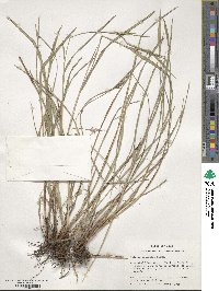 Scleria oligantha image