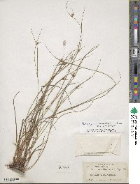 Scleria pauciflora image