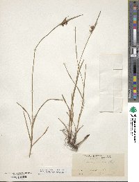 Scleria pauciflora image