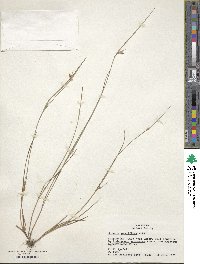 Scleria pauciflora image