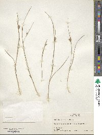 Scleria pauciflora image