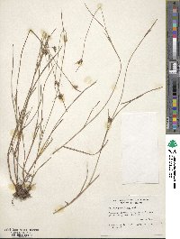 Scleria pauciflora image