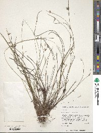 Scleria pauciflora image