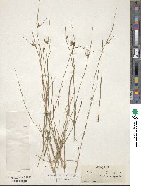 Scleria pauciflora image