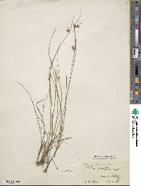 Scleria pauciflora image