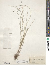 Scleria pauciflora image