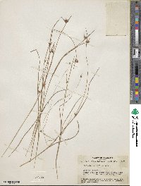 Scleria pauciflora image