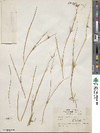 Scleria pauciflora image