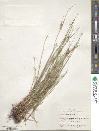 Scleria pauciflora image