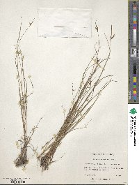 Scleria pauciflora image