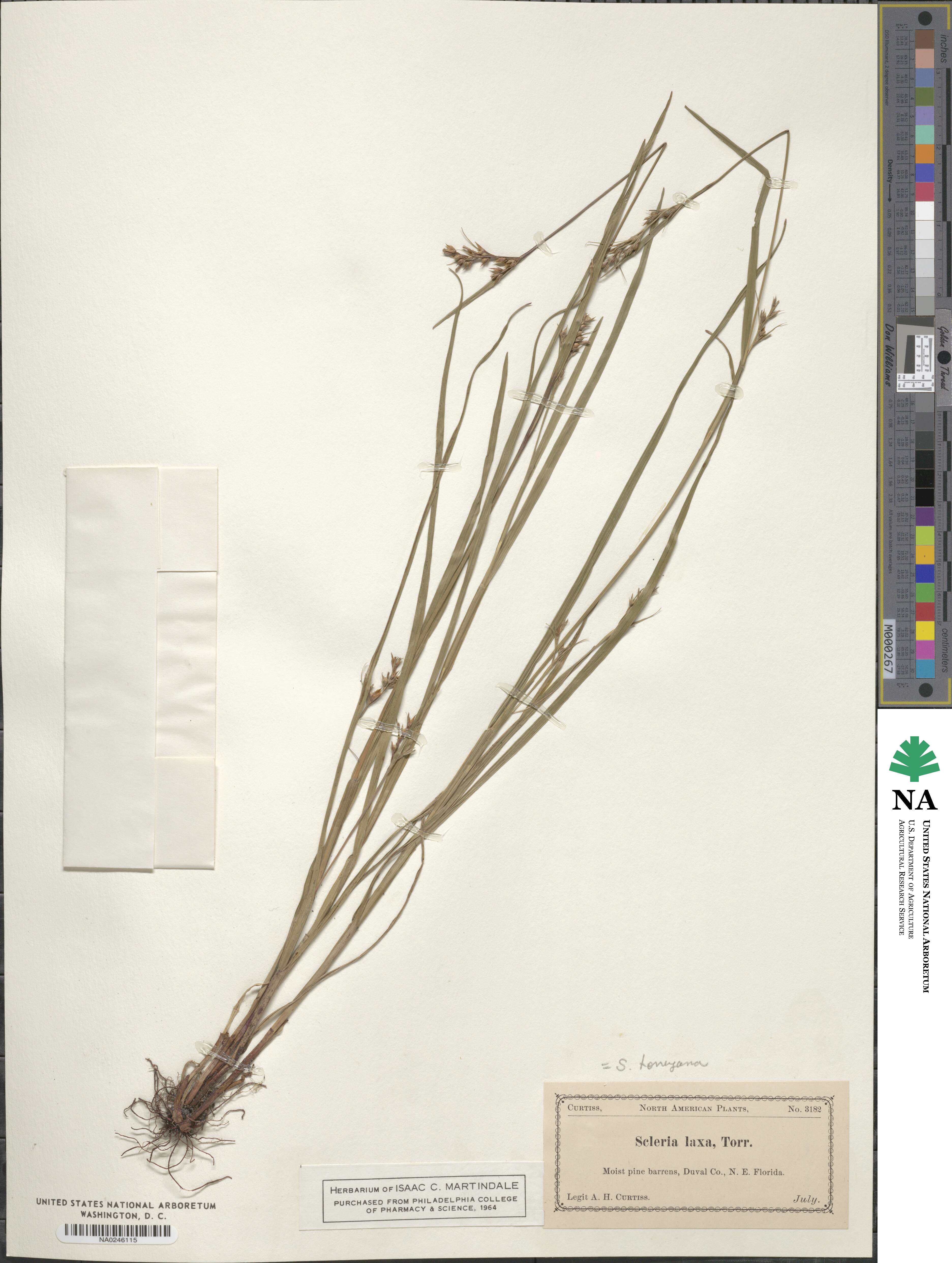 Scleria muehlenbergii image