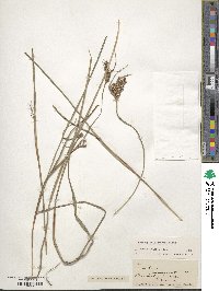 Scleria triglomerata image