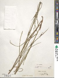 Scleria triglomerata image