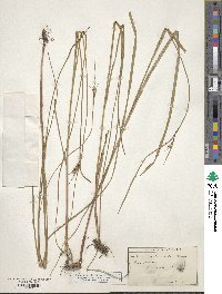 Scleria triglomerata image