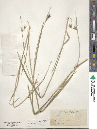 Scleria triglomerata image