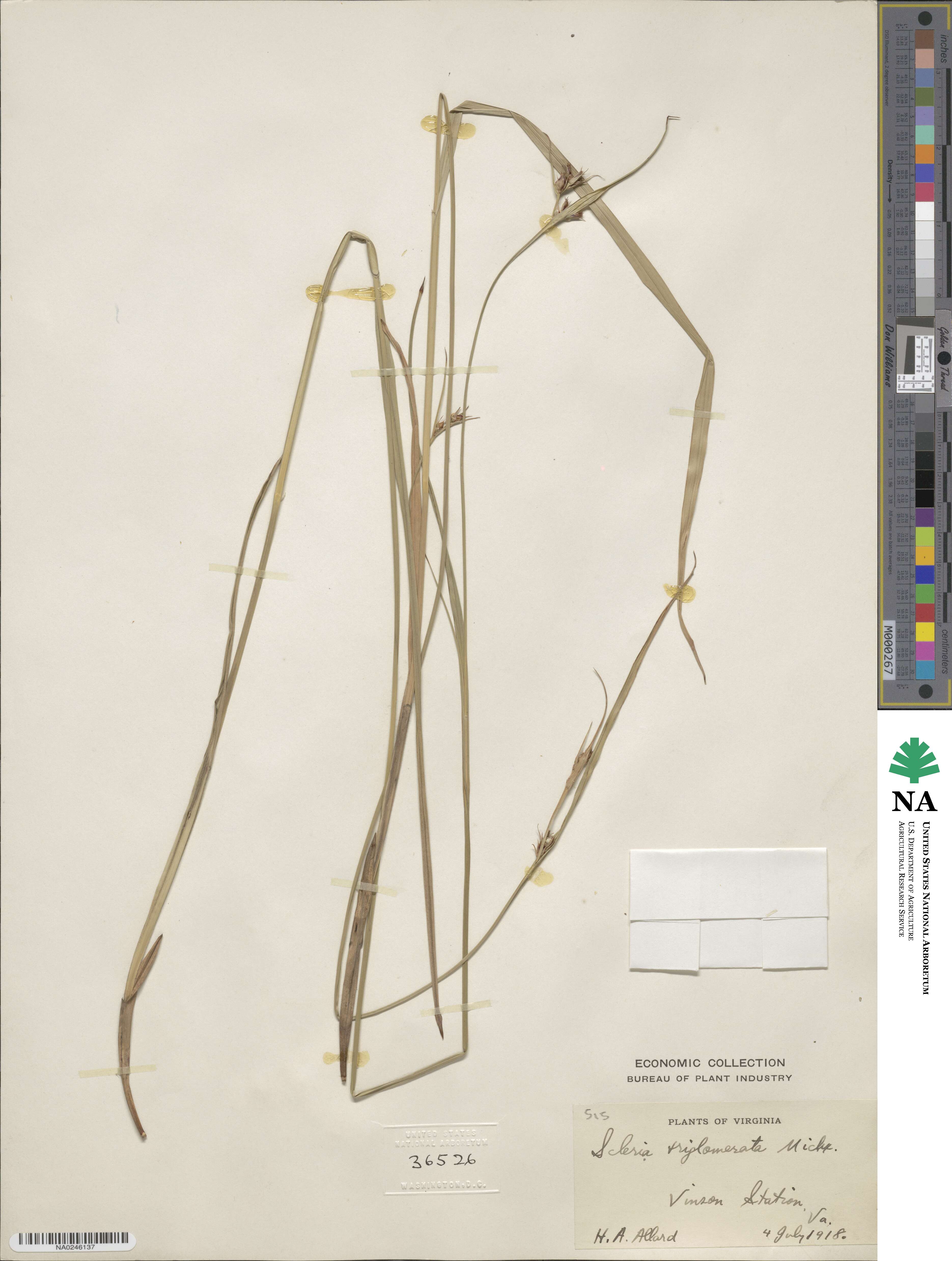 Scleria triglomerata image