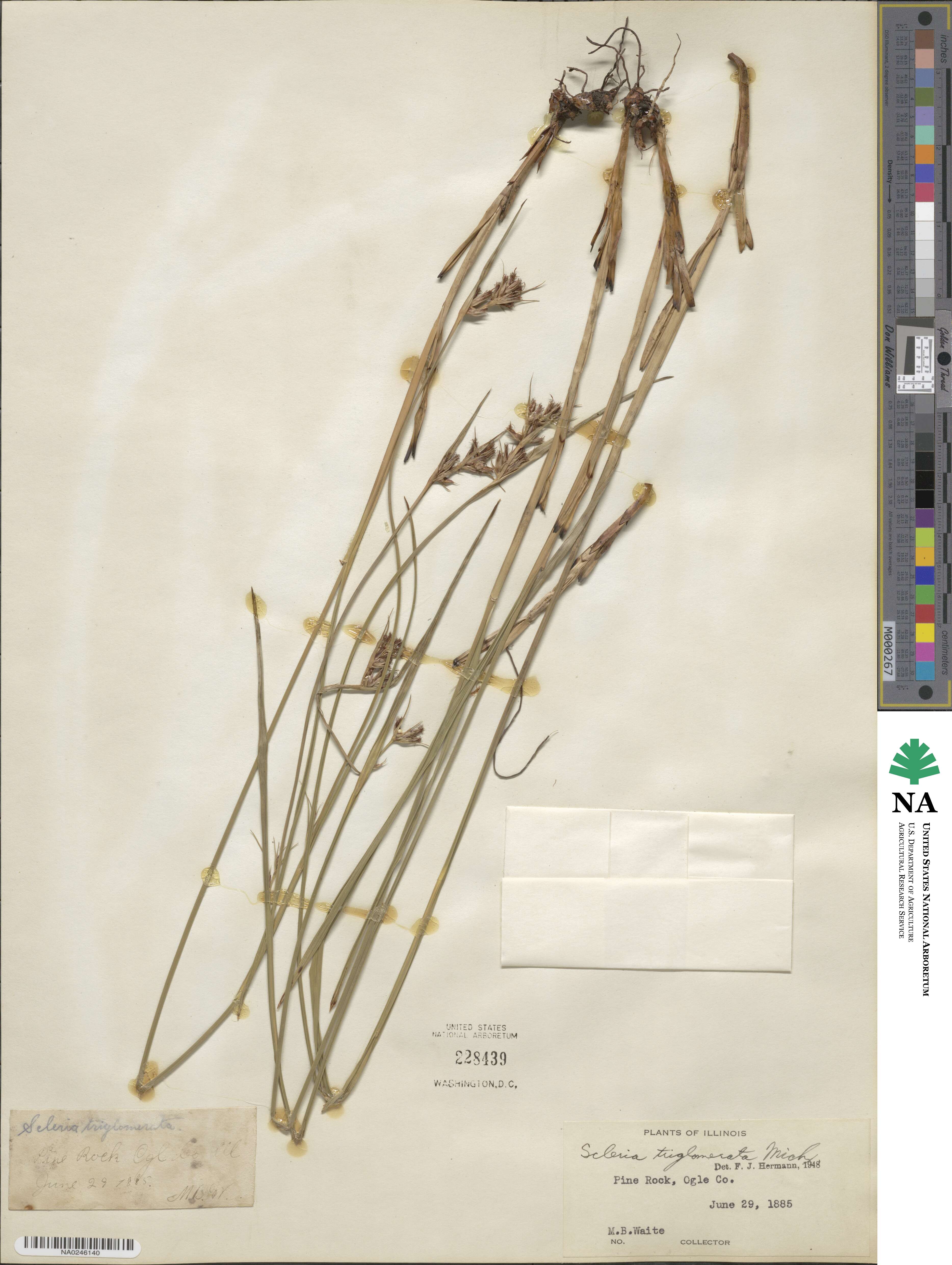 Scleria triglomerata image