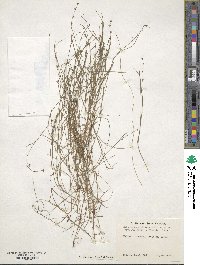 Scleria verticillata image