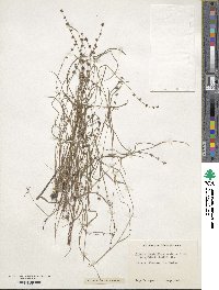 Scleria verticillata image