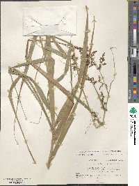 Scleria bracteata image