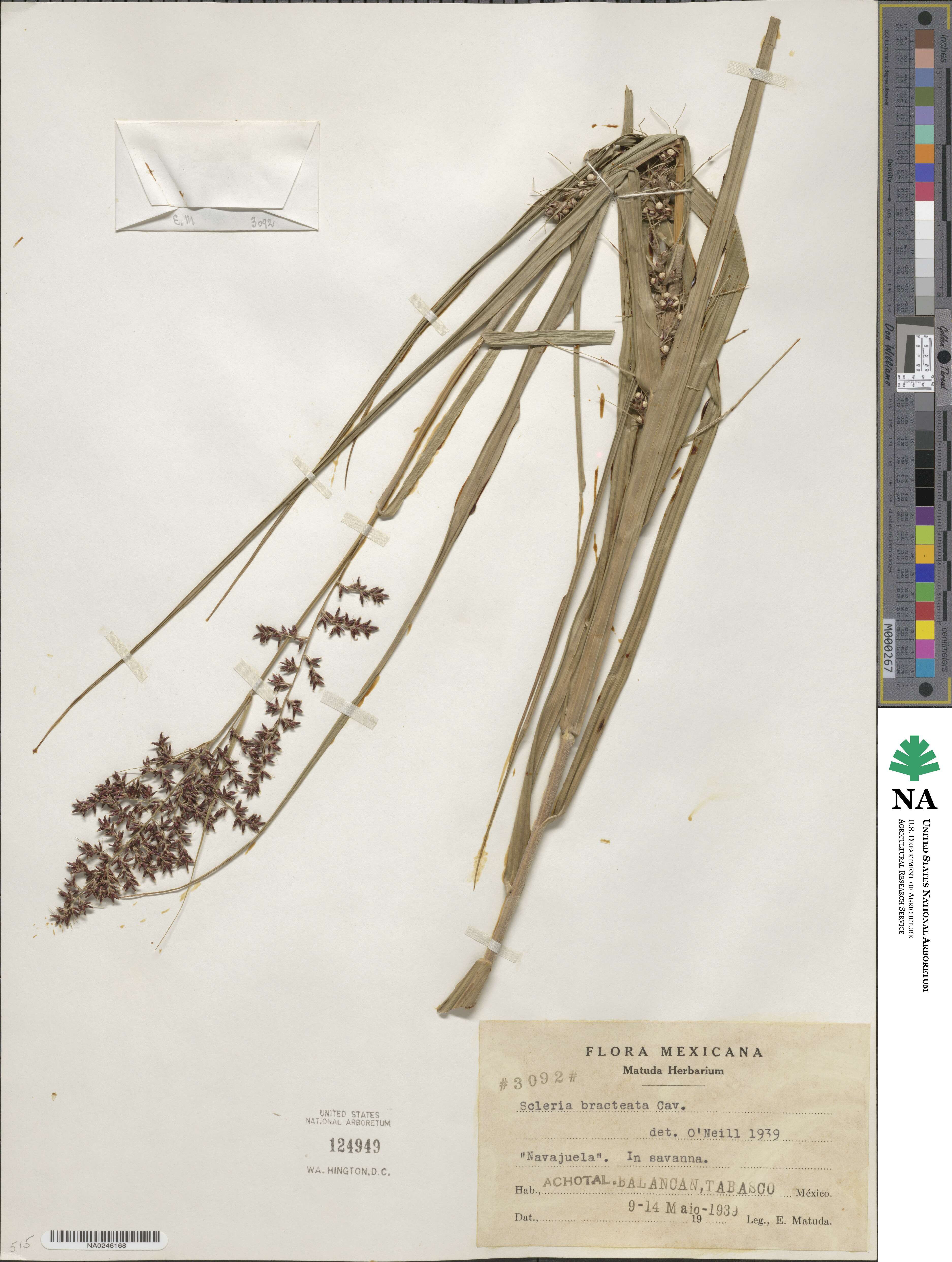 Scleria bracteata image