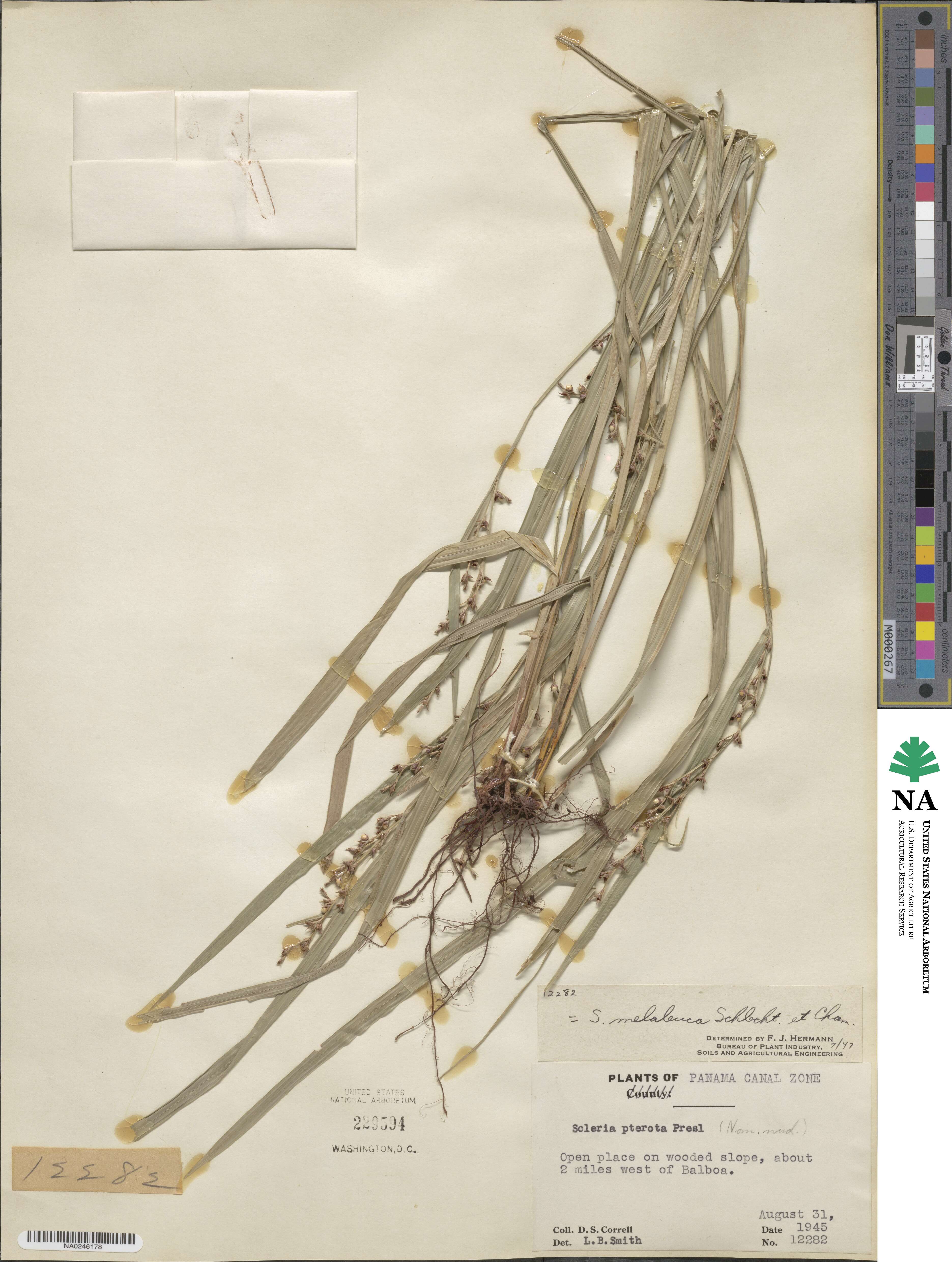 Scleria gaertneri image