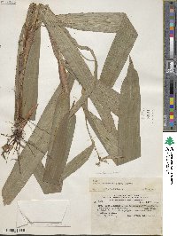 Scleria latifolia image