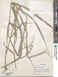 Scleria microcarpa image