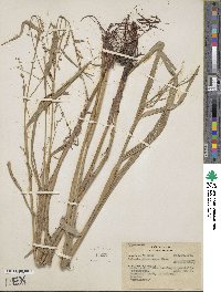 Scleria microcarpa image