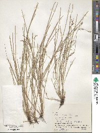 Scleria biflora image