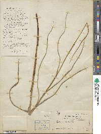 Scleria elata image