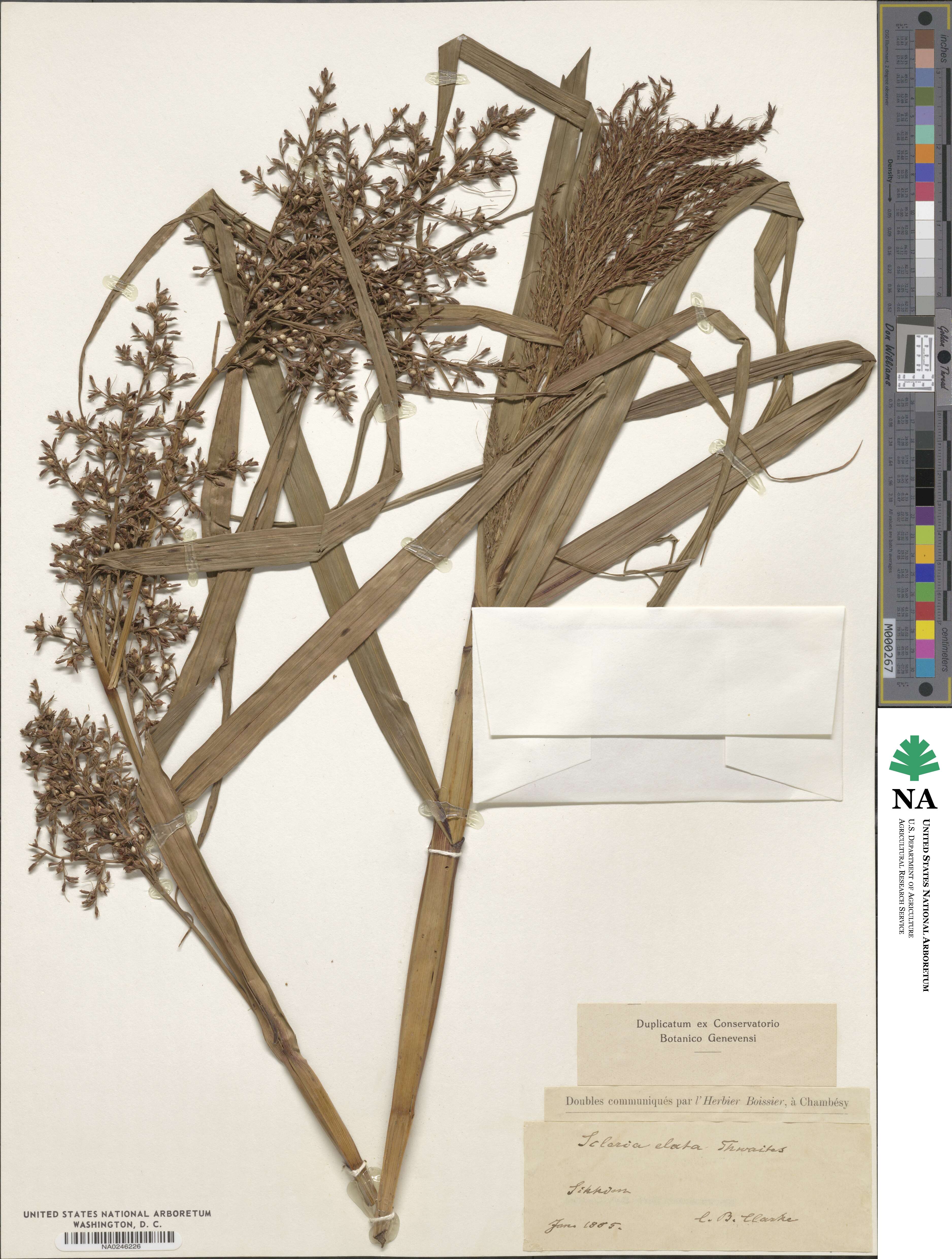 Scleria elata image